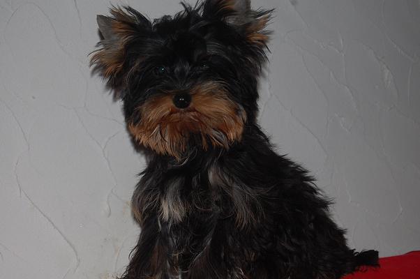 Publication : Domaine du Millyork Auteur : milleville aurore