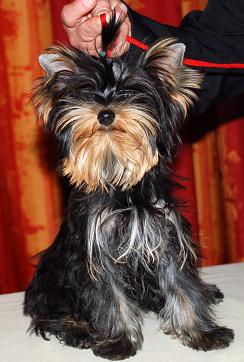 Publication : Domaine du Millyork Auteur : milleville aurore