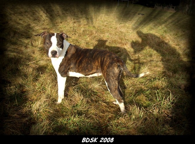 Publication : Buddy Doggz Star Kennel  Auteur : BDSK 2010