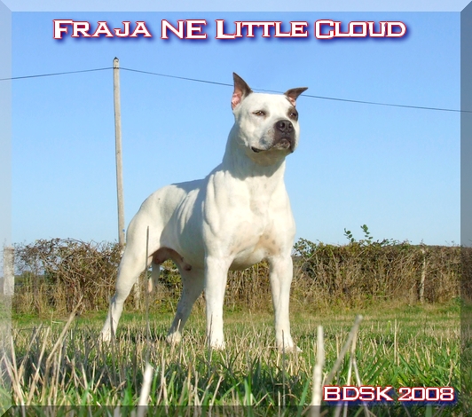 Publication : Buddy Doggz Star Kennel Auteur : ***BDSK LBC***