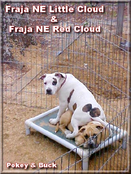 Publication : Buddy Doggz Star Kennel Auteur : ***BDSK LBC***