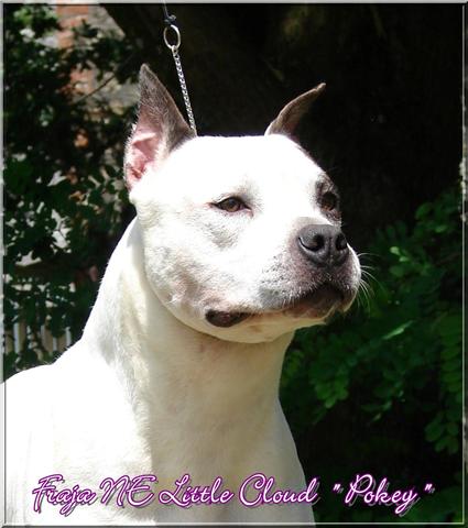 Publication : Buddy Doggz Star Kennel Auteur : ***BDSK LBC***