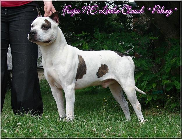 Publication : Buddy Doggz Star Kennel Auteur : ***BDSK LBC***