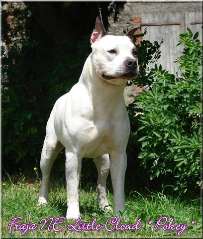 Publication : Buddy Doggz Star Kennel Auteur : ***BDSK LBC***