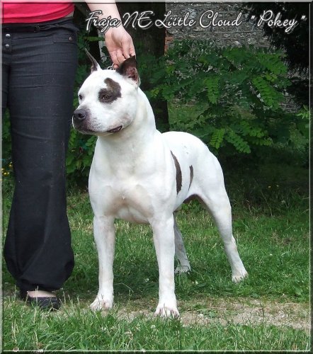 Publication : Buddy Doggz Star Kennel Auteur : ***BDSK LBC***