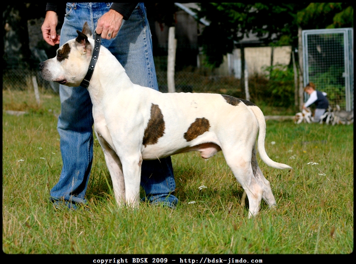 Publication : Buddy Doggz Star Kennel Auteur : ***BDSK LBC***