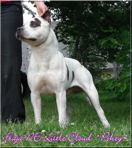 Publication : Buddy Doggz Star Kennel Auteur : ***BDSK LBC***