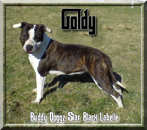 Publication : Buddy Doggz Star Kennel  Auteur : BDSK 2010