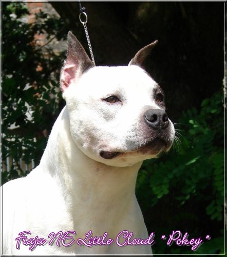 Publication : Buddy Doggz Star Kennel Auteur : ***BDSK LBC***