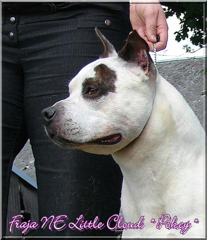 Publication : Buddy Doggz Star Kennel Auteur : ***BDSK LBC***