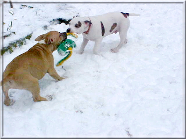 Publication : Buddy Doggz Star Kennel Auteur : ***BDSK LBC***