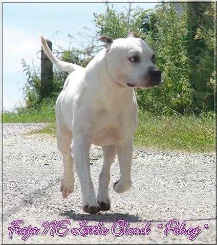 Publication : Buddy Doggz Star Kennel Auteur : ***BDSK LBC***