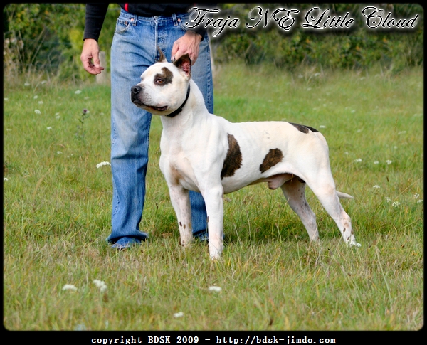 Publication : Buddy Doggz Star Kennel Auteur : ***BDSK LBC***