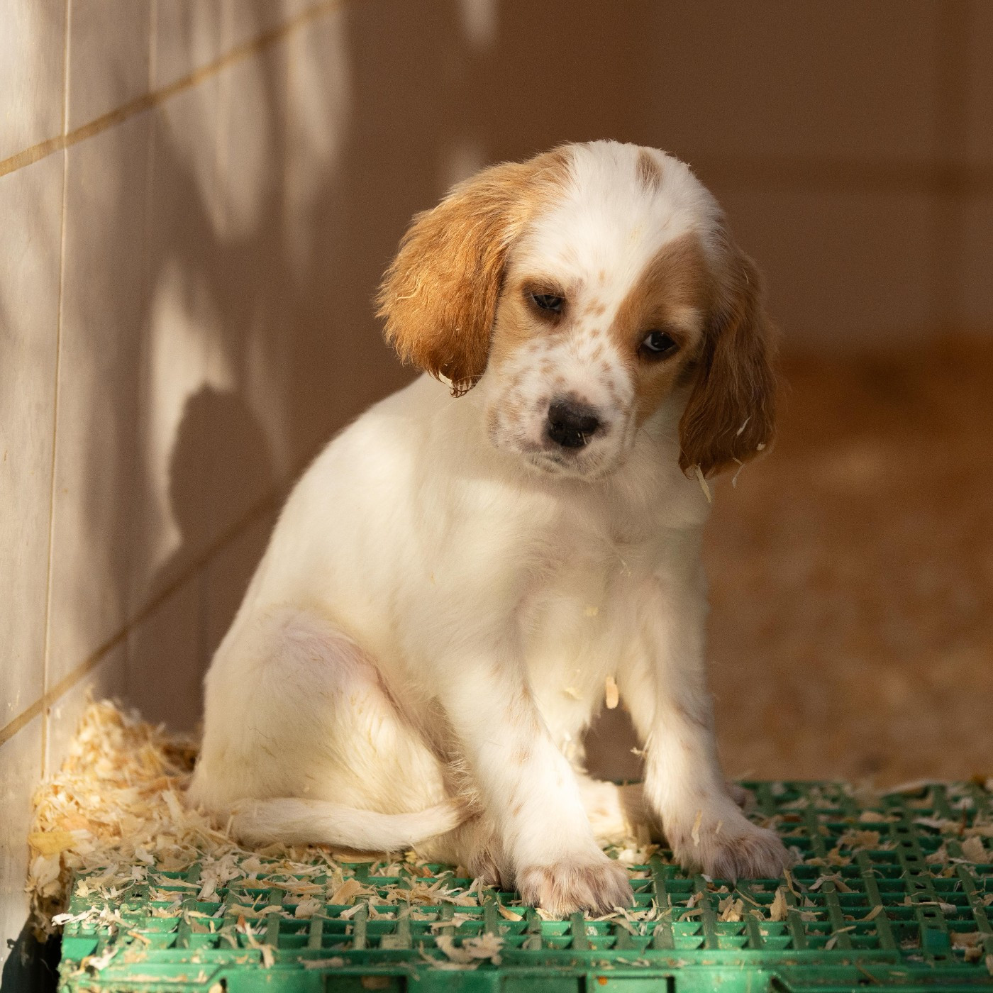CHIOT 6 - Setter Anglais