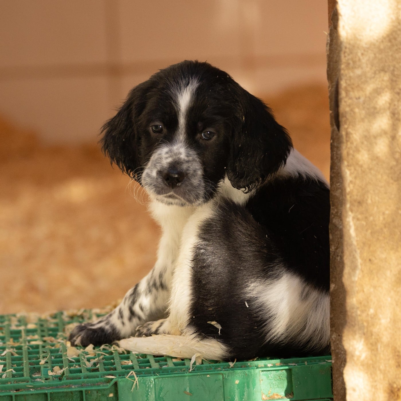 CHIOT 7 - Setter Anglais