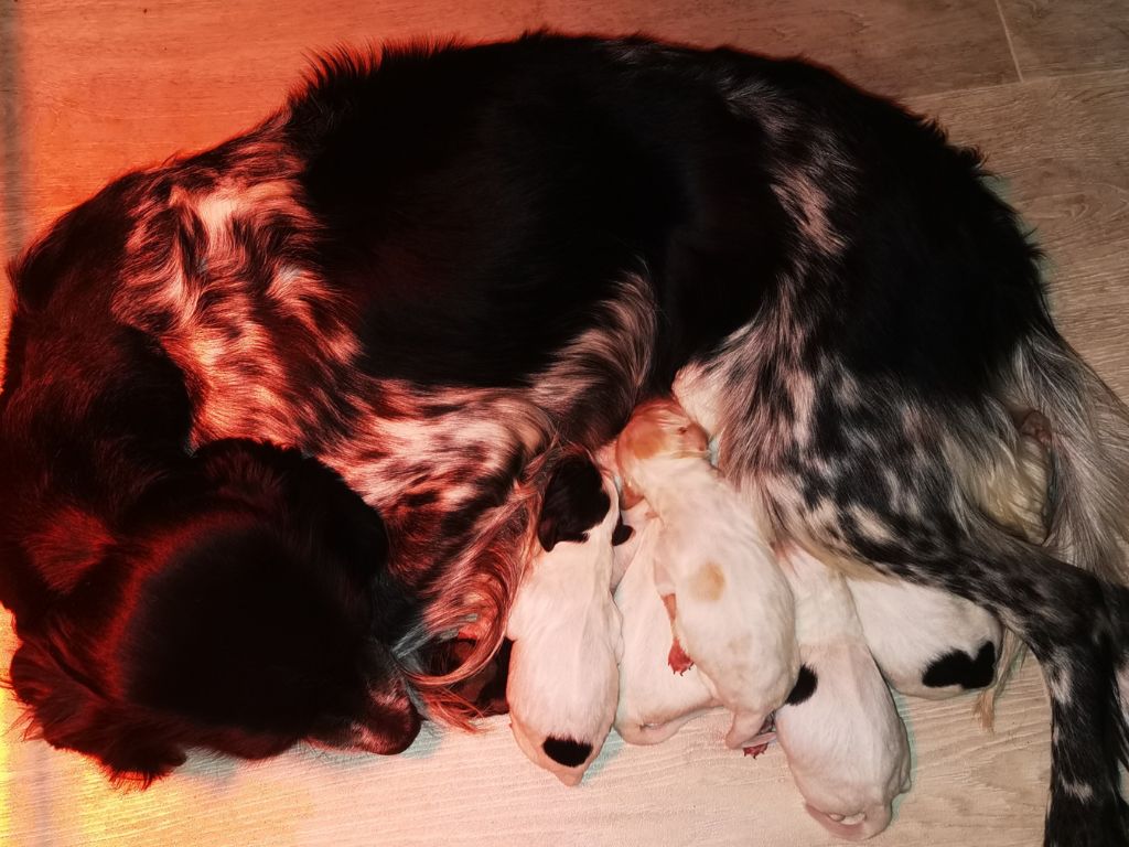 Chiot Setter Anglais - CHIOT 1 des condamines sous la tour