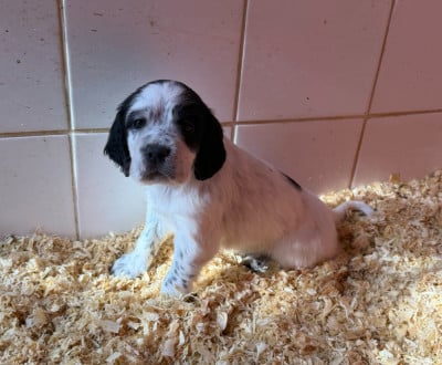 Les chiots de Setter Anglais
