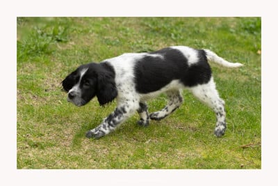 Les chiots de Setter Anglais