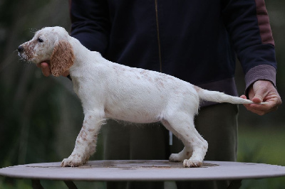 Les chiots de Setter Anglais
