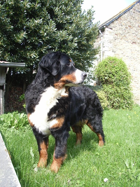 Damiera du hameau des baronnies