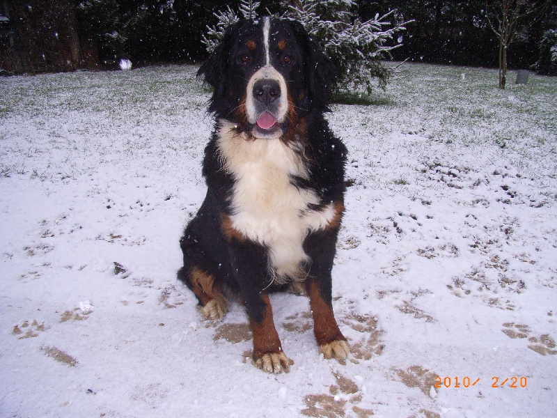 Damiera du hameau des baronnies