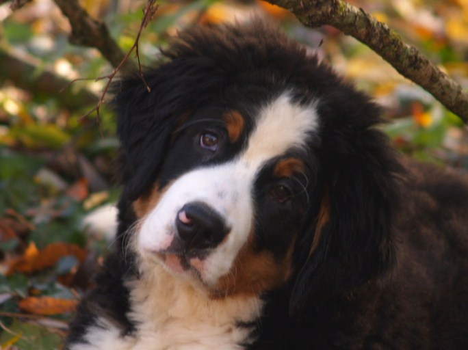 Fifty-fifty funatic du hameau des baronnies