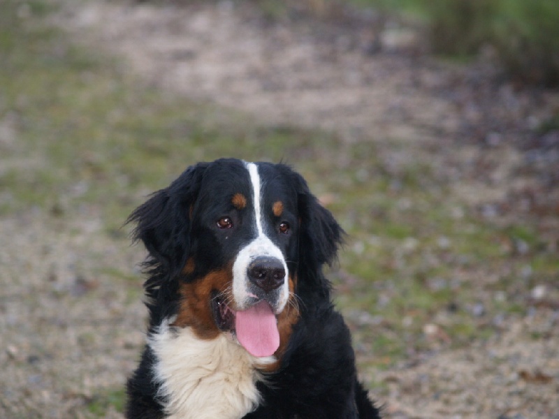 Damiera du hameau des baronnies