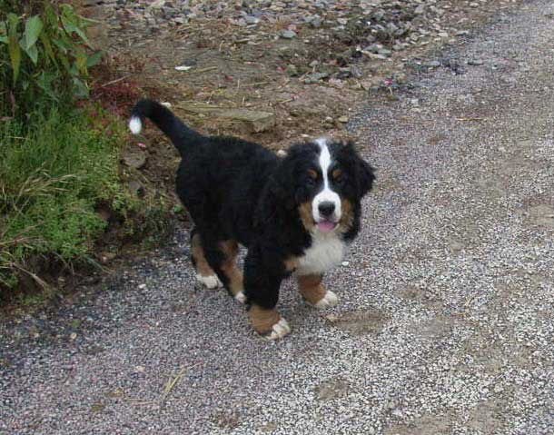 Damiera du hameau des baronnies