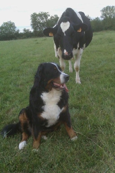 Damiera du hameau des baronnies