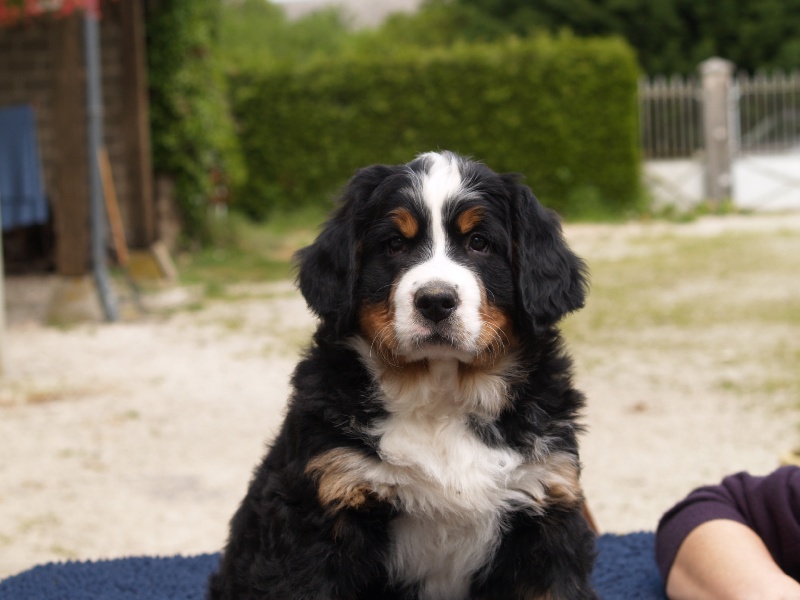 Damiera du hameau des baronnies