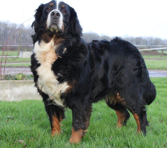 Damiera du hameau des baronnies