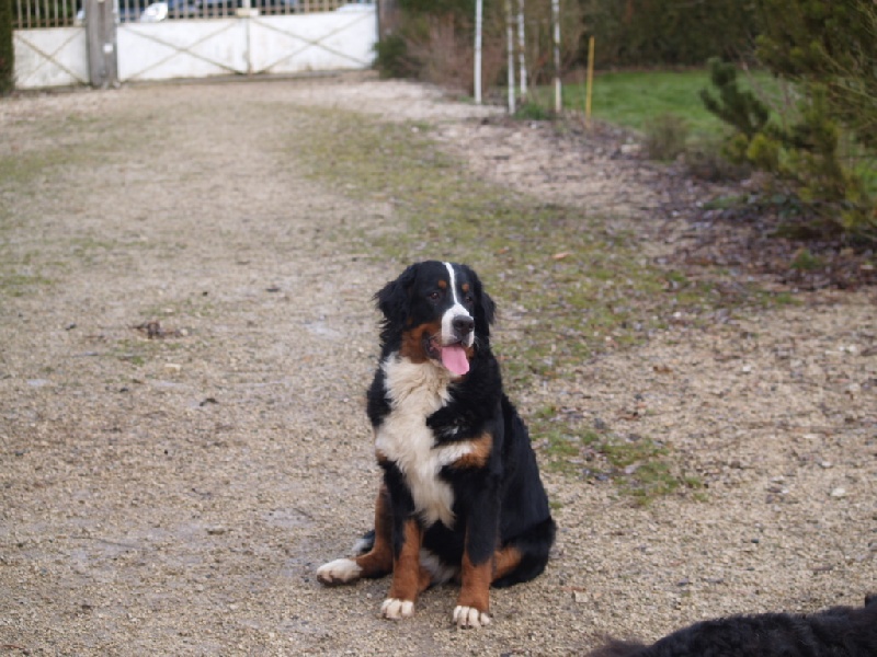 Damiera du hameau des baronnies
