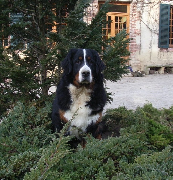 Damiera du hameau des baronnies