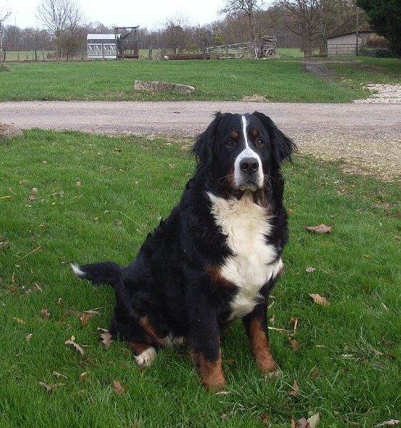 Damiera du hameau des baronnies