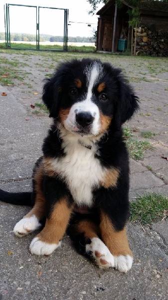 Janya du hameau des baronnies