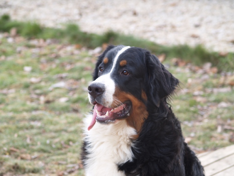 Damiera du hameau des baronnies