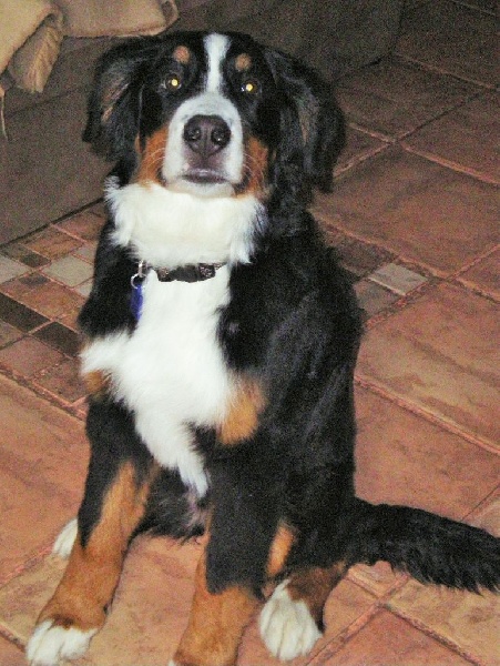 Janya du hameau des baronnies