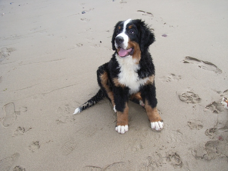 Damiera du hameau des baronnies