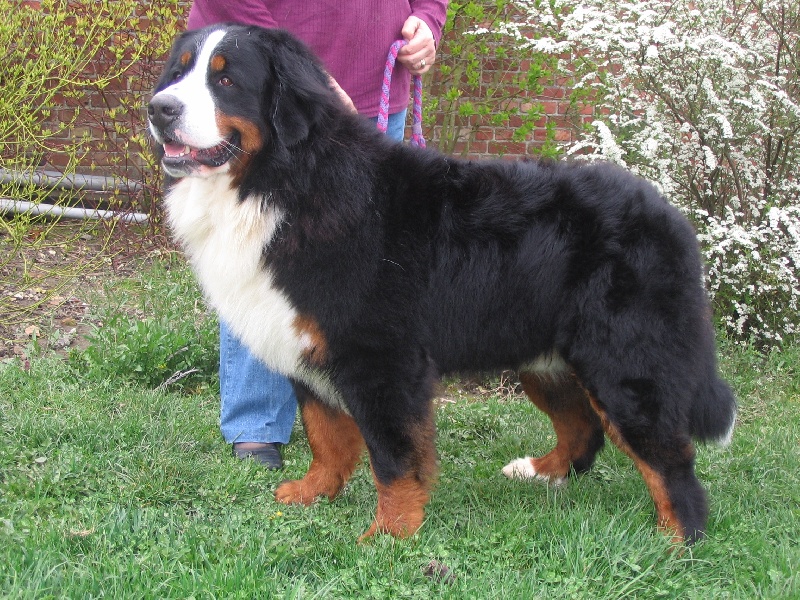 Braddy du hameau des baronnies