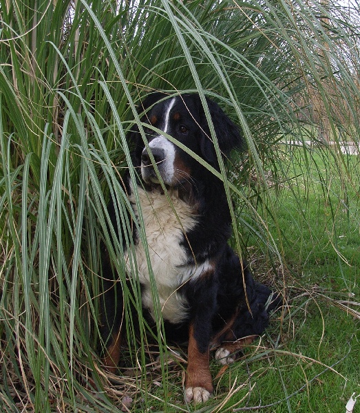 Damiera du hameau des baronnies