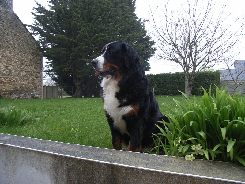 Damiera du hameau des baronnies