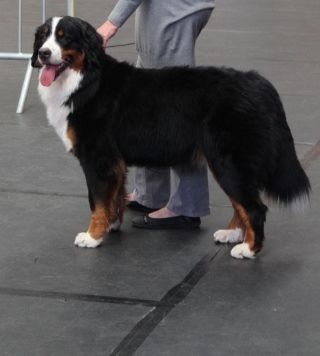 blackwater Easy come easy go - 1er exc classe jeune Meilleur Jeune