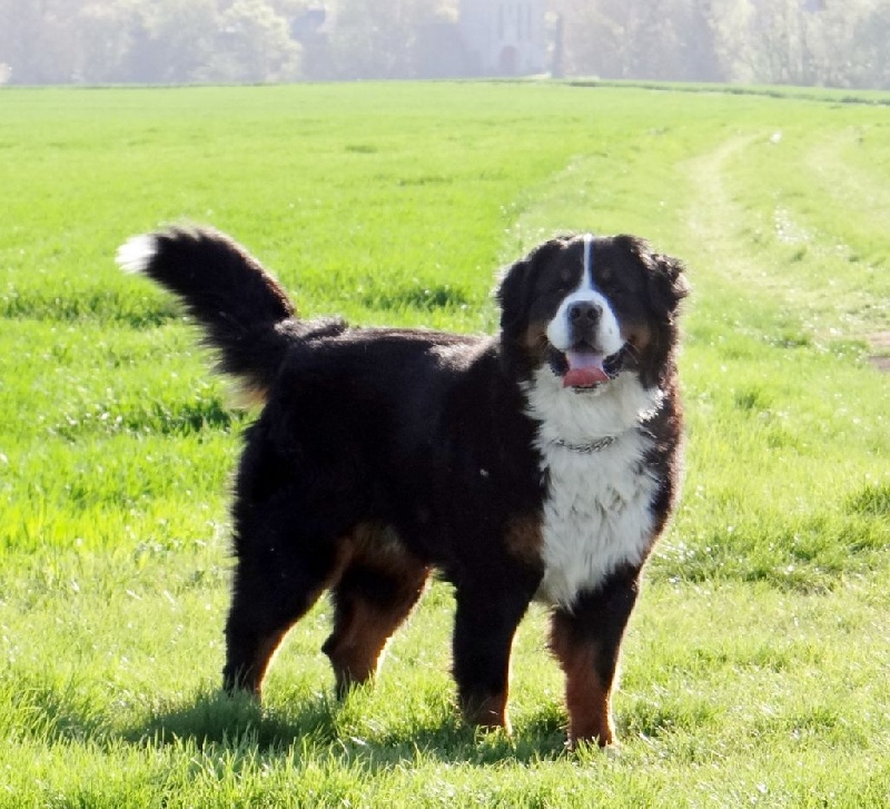 Helios du hameau des baronnies - 3 eme TB classe inter mâle
