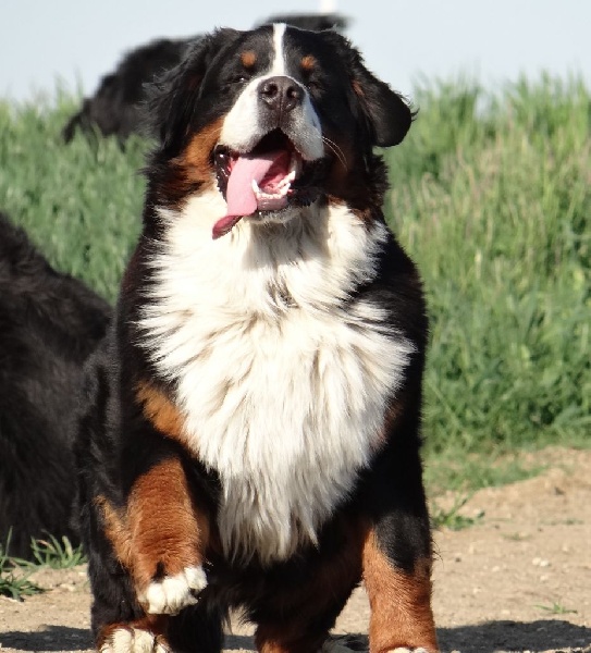 Helios du hameau des baronnies - 1er Exc classe intermédiaire mâle