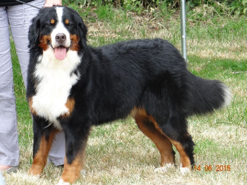 blackwater Easy come easy go - 1er exc intermediaire classe