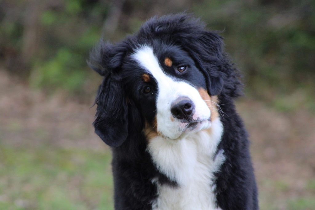 Ruby du hameau des baronnies - Excellent classe jeune