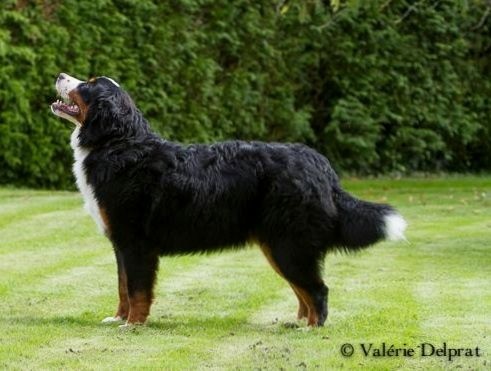 blackwater Easy come easy go - 1ere EXC Meilleur jeune