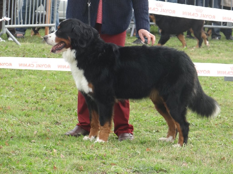 blackwater Easy come easy go - 4eme exc Classe inter Femelle