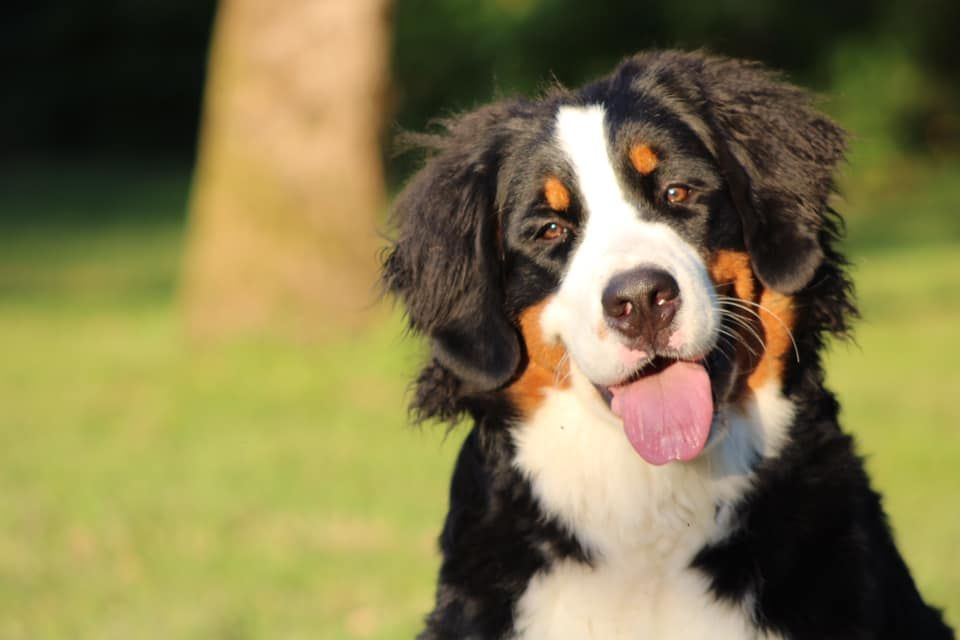 Ruby du hameau des baronnies - 2eme TP classe puppy