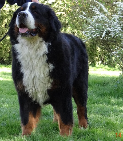 Helios du hameau des baronnies - 3 eme Exc classe ouverte mâle